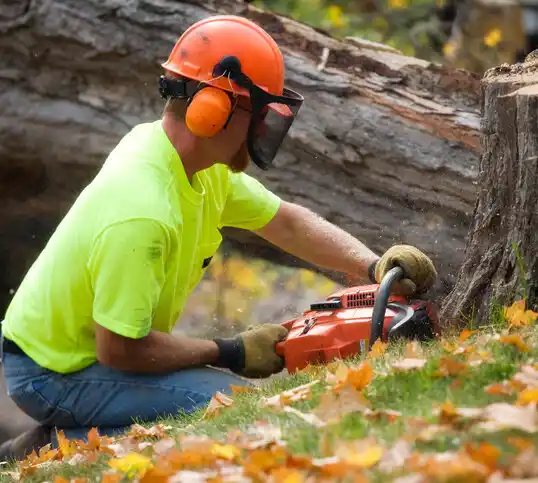 tree services Ithaca